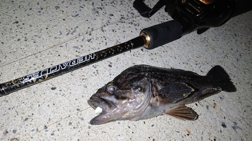 クロソイの釣果