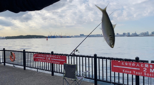 コノシロの釣果