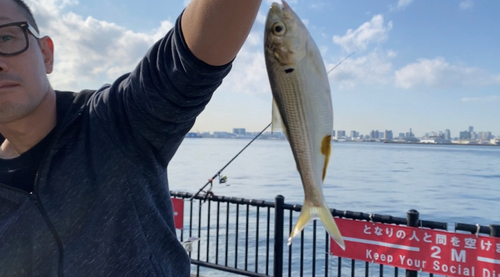 コノシロの釣果