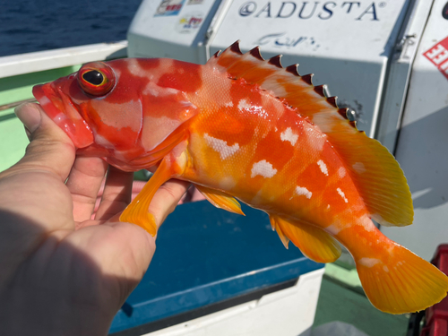 アカハタの釣果