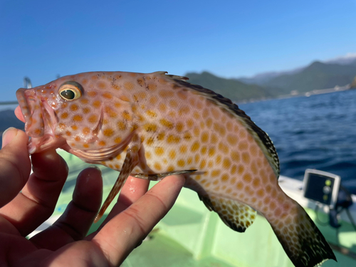 オオモンハタの釣果