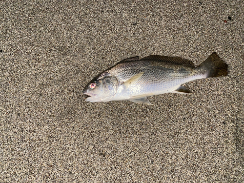 ニベの釣果