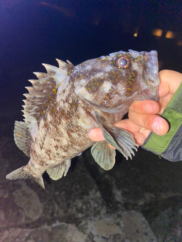 オウゴンムラソイの釣果