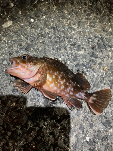 カサゴの釣果