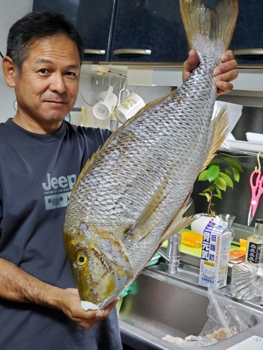 タマンの釣果