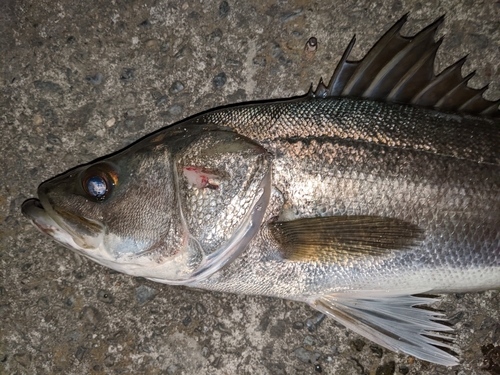 マルスズキの釣果