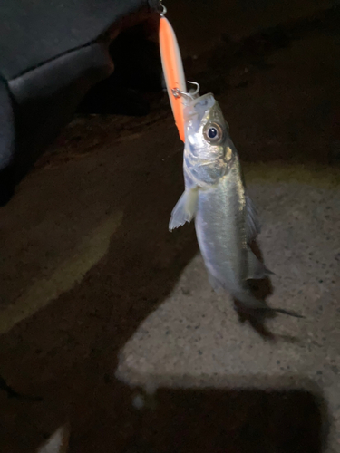 セイゴ（マルスズキ）の釣果