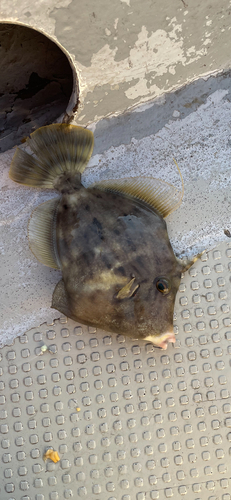 カワハギの釣果