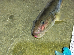 ハゼの釣果