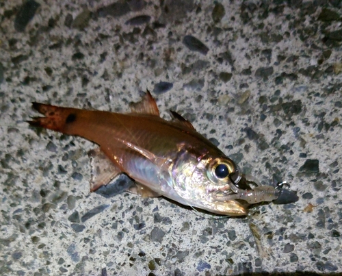 ネンブツダイの釣果