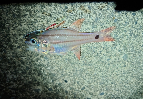 オオスジイシモチの釣果