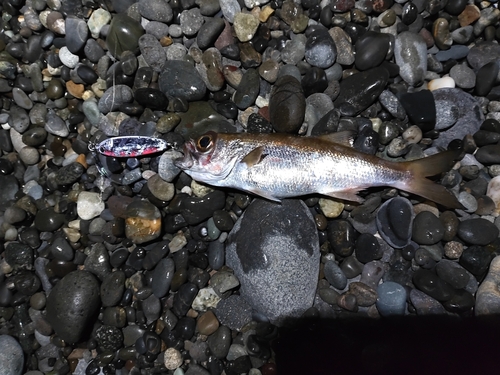 ムツの釣果