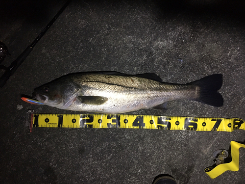 シーバスの釣果