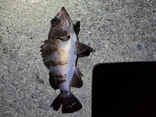 シロメバルの釣果