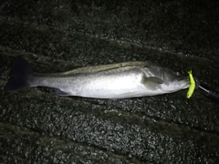 フッコ（マルスズキ）の釣果