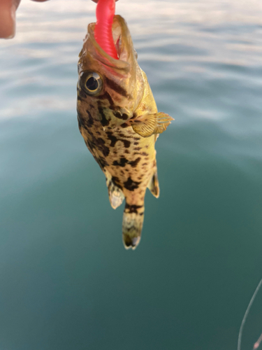 タケノコメバルの釣果