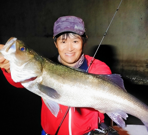 スズキの釣果