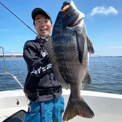 クロダイの釣果