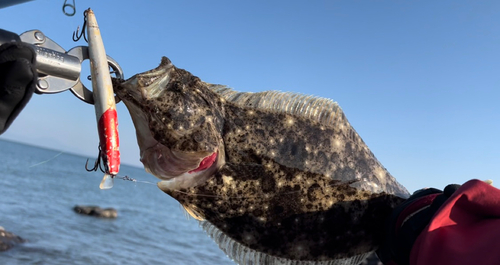 ヒラメの釣果