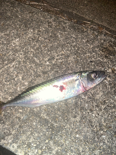 サバの釣果