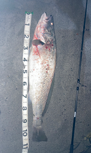 オオニベの釣果