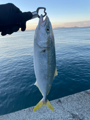 ヤズの釣果