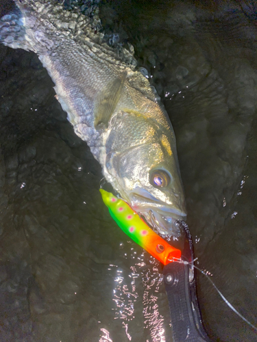 シーバスの釣果