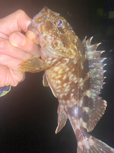 タケノコメバルの釣果