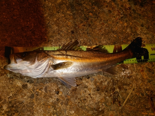 シーバスの釣果