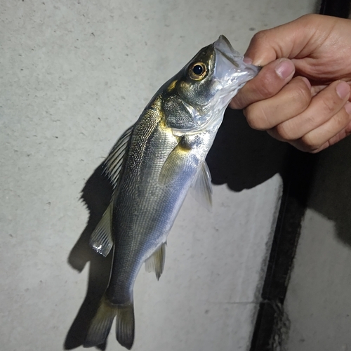 セイゴ（マルスズキ）の釣果