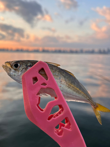 マアジの釣果