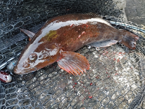 アイナメの釣果