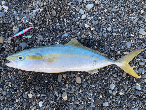 イナダの釣果