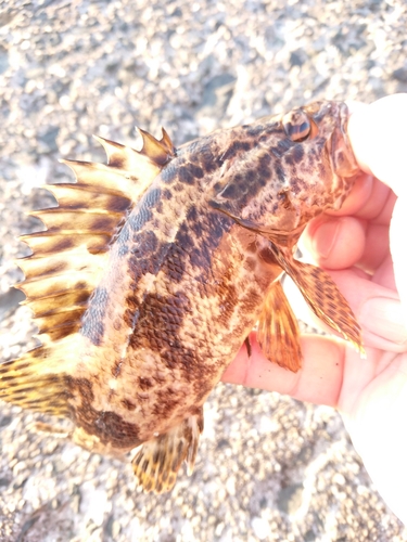 タケノコメバルの釣果