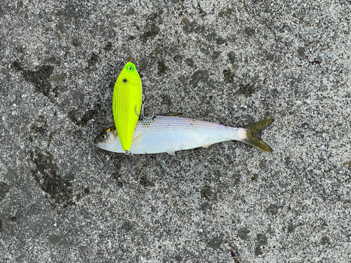 コノシロの釣果