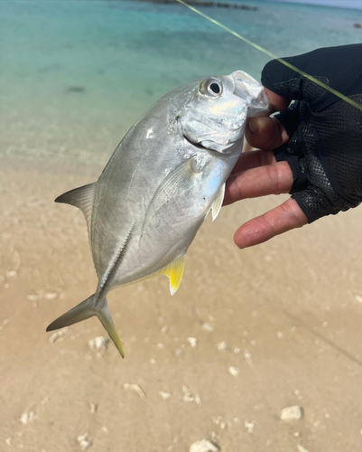 メッキの釣果