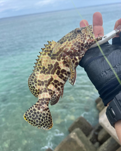 イシミーバイの釣果