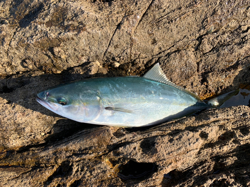 ツバスの釣果