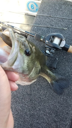 ブラックバスの釣果