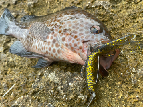 オオモンハタの釣果