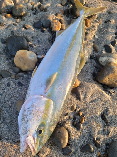 イナダの釣果