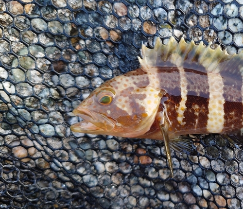 アオハタの釣果