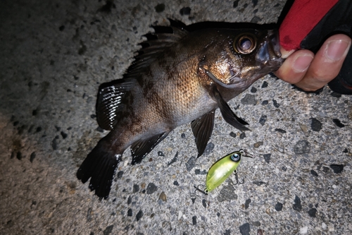 シロメバルの釣果