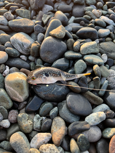 クサフグの釣果