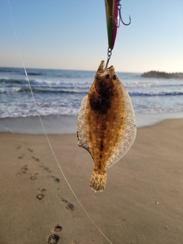 ソゲの釣果