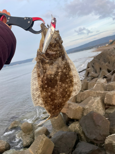 ヒラメの釣果