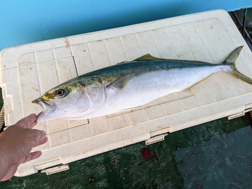 メジロの釣果