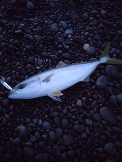 ハマチの釣果