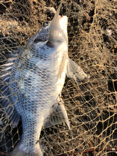 キビレの釣果