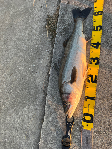 シーバスの釣果